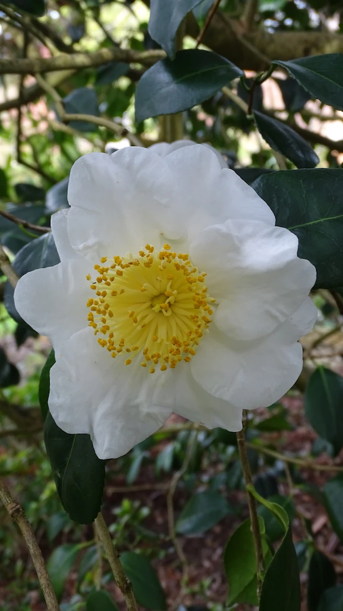 Alba Simplex